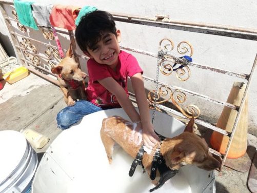 Mexique : Un garçon de 7 ans fait des bains canins pour payer ses études